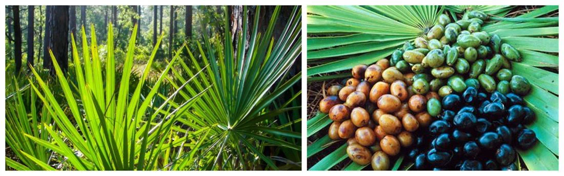 Saw palmetto extract