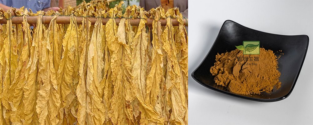 tobacco leaf extract tobacco leaf extract