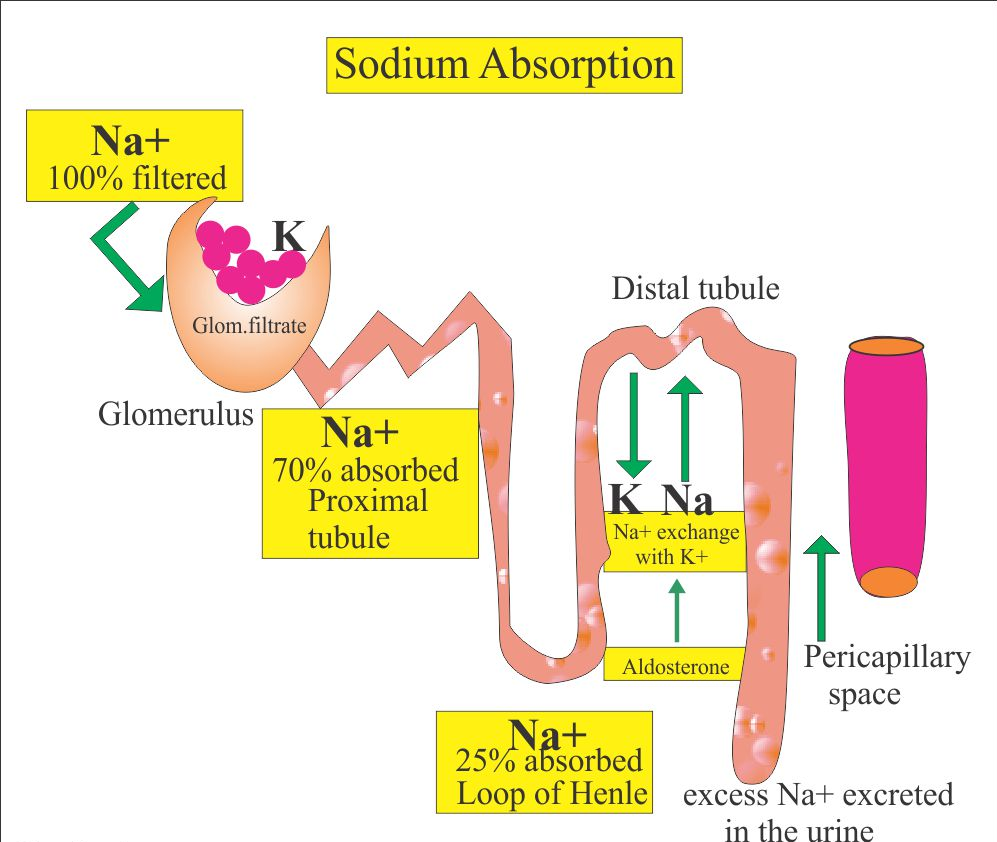 Sodium propylparaben powder