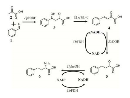 L-phenylalanine L-phenylalanine